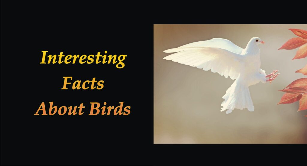 facts about birds